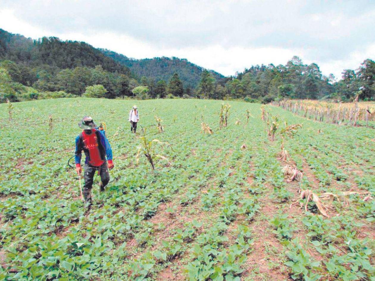 Con programa financiero apoyarán a los pequeños y medianos productores