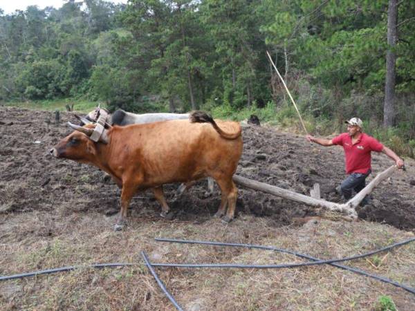 Banadesa seguirá en el proceso de recuperación de una millonaria mora para poder aumentar sus recursos y mejorar la cartera de créditos a los productores nacionales.