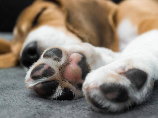 Las almohadillas de los perros son muy sensibles y durante la temporada de lluvias pueden sufrir daños si no se les da el cuidado adecuado.