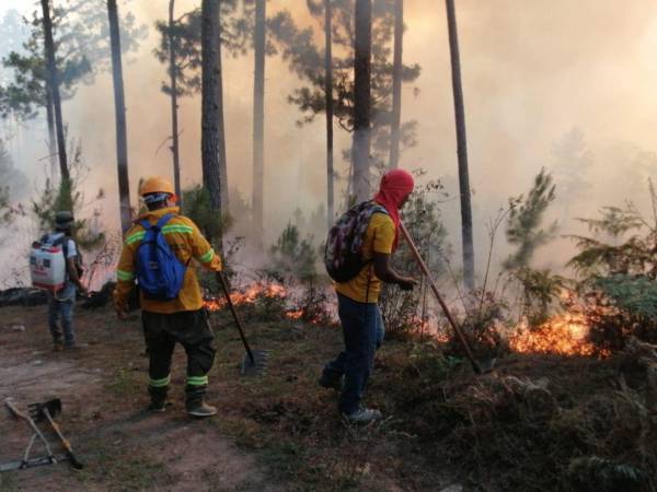 Francisco Morazán es el departamento donde se registra el mayor número de incendios forestales.